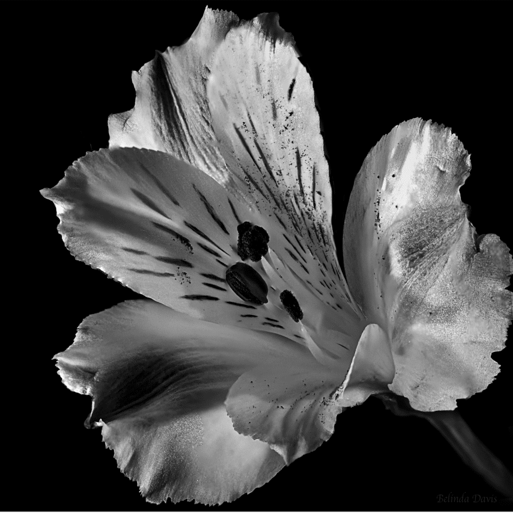 A greyscaled image of a flower